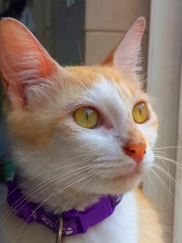 Gato