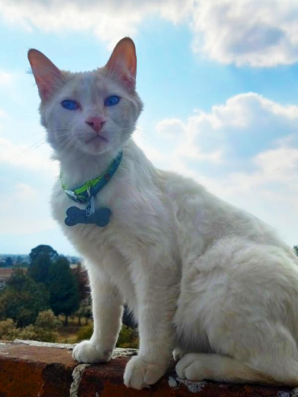 Gato
